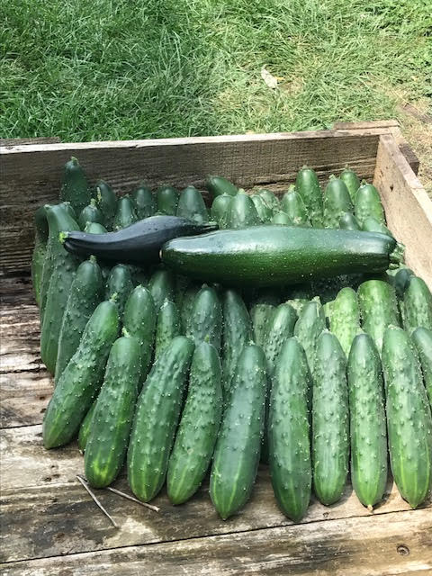 CentroHispanoWI's tweet photo. What's the count for the great cucumber harvest of 2017? 
117, and counting! https://t.co/RR3lAxesgr