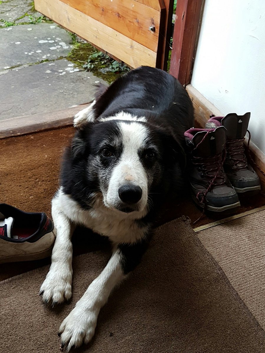 bathcat_'s tweet photo. @JohnKennedyJnr That's brilliant. We have Nell. She's The Girl's best friend after she got a bit of burger! https://t.co/6TlETG6g0V