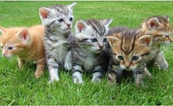 menlosecurity's tweet photo. #Hacking group #CopyKittens is targeting government, #security &amp; academic institutions @roiontech @SCmagazineUK -  https://t.co/2b03erOqmd https://t.co/yxpzF3jrrn