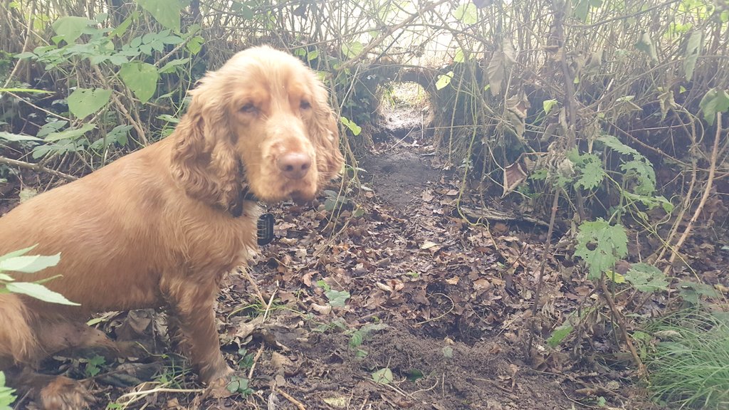 Surrey_Badger's tweet photo. Bilbo doing excellent work today sniffing out #Badger signs #BadgerDog #dogsoftwitter https://t.co/lXDf1CMtPP