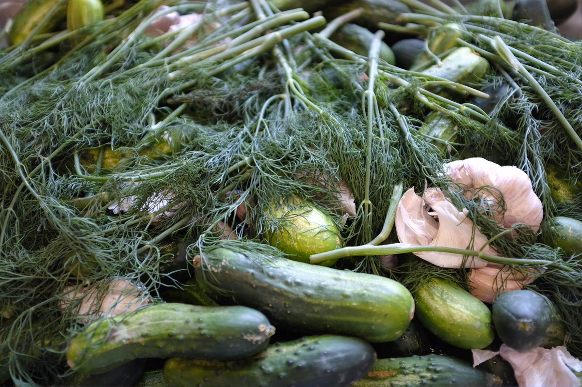 CamBrewingCo's tweet photo. What's the dill with all this humidity? These guys are definitely excited for their brine bath 💦🥒 #pickleit #halfsour #pickles #summerheat https://t.co/DeSvIWaMNS