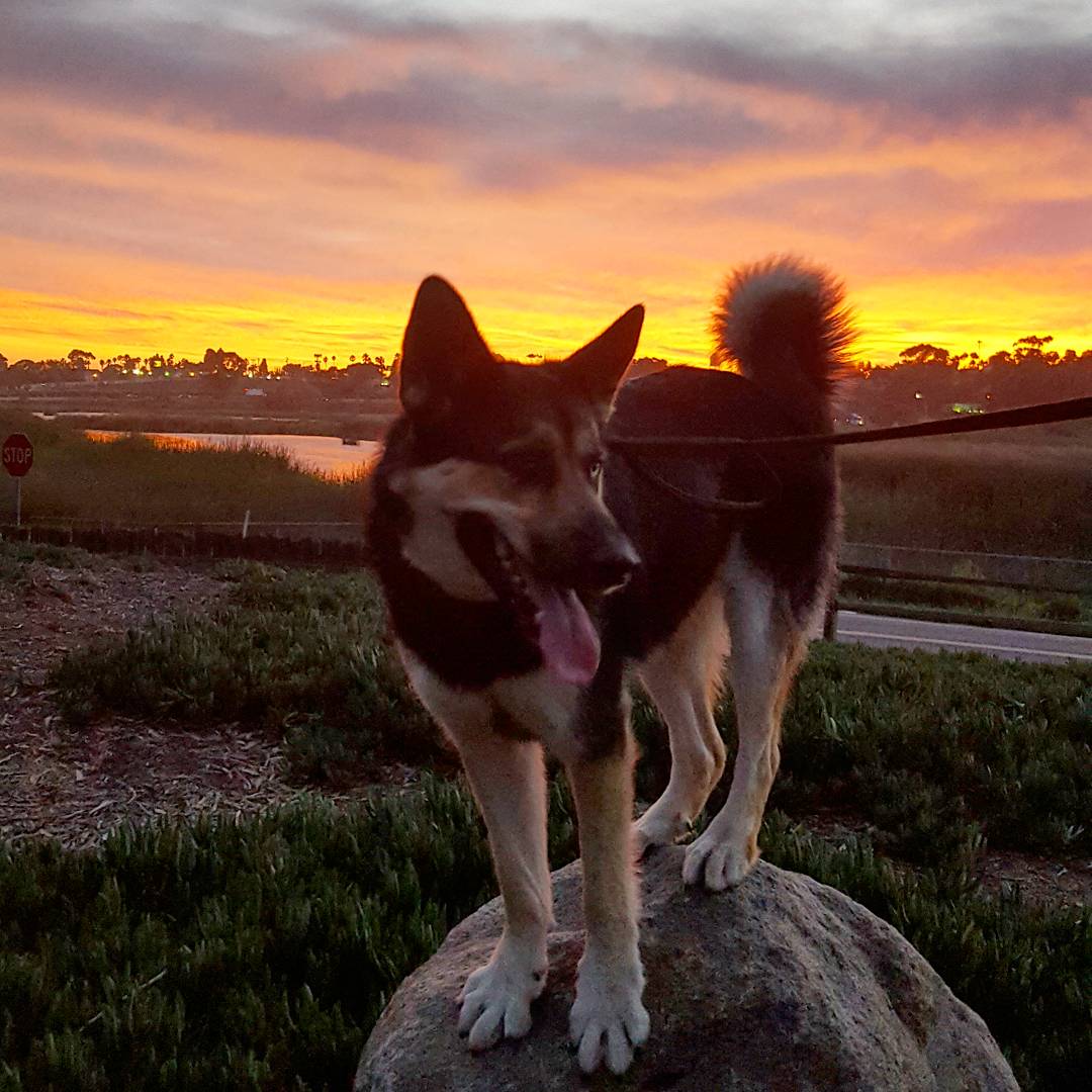 HuskyShepherd's tweet photo. Colorful Sunset #sunset #socaldog #shepsky #nature #orangesky https://t.co/9mmlh7Fski