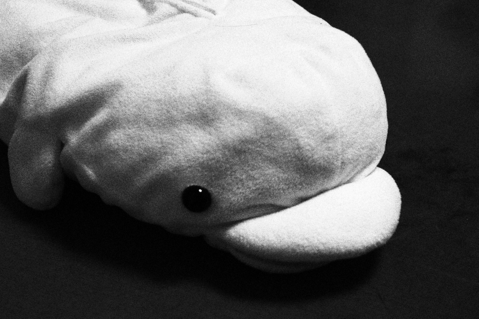 バルン 八景島シーパラダイスのベルーガのティッシュカバーでモノクロを試してみた 効果強めと弱めはどっちがいいだろう Eos80d 一眼レフ初心者