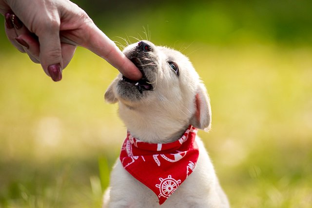petcareanytime's tweet photo. Find out how to stop a puppy from biting for the long term. https://t.co/YDbcKqBFBJ #playbite #puppybite https://t.co/YDbcKqBFBJ https://t.co/baIQ7InKPZ