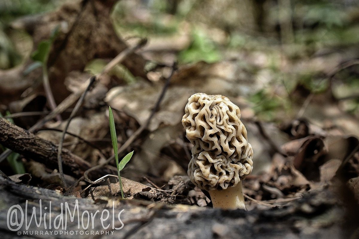 WildMorels's tweet photo. #morelmushrooms #photographer #wildmorels #ancientmycelium #earthy #flavorful #wild #foodie #cooking #food #yummy #chef #foodphotography https://t.co/5aARllrkt0