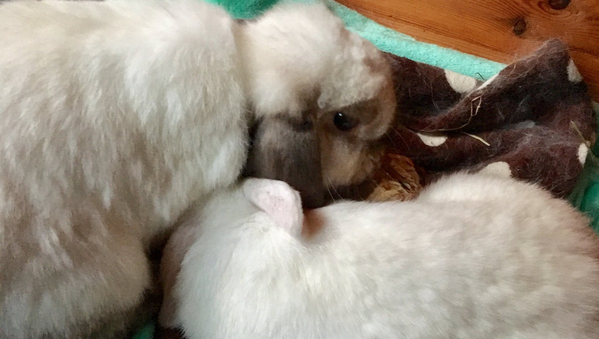 fluffylittle5's tweet photo. When you're trying to sleep but your husbun keeps playing games... 🏀 #husbun #husbund #married #bunnies #rabbits #cutecouple #adorable https://t.co/qkxyZbyFjO