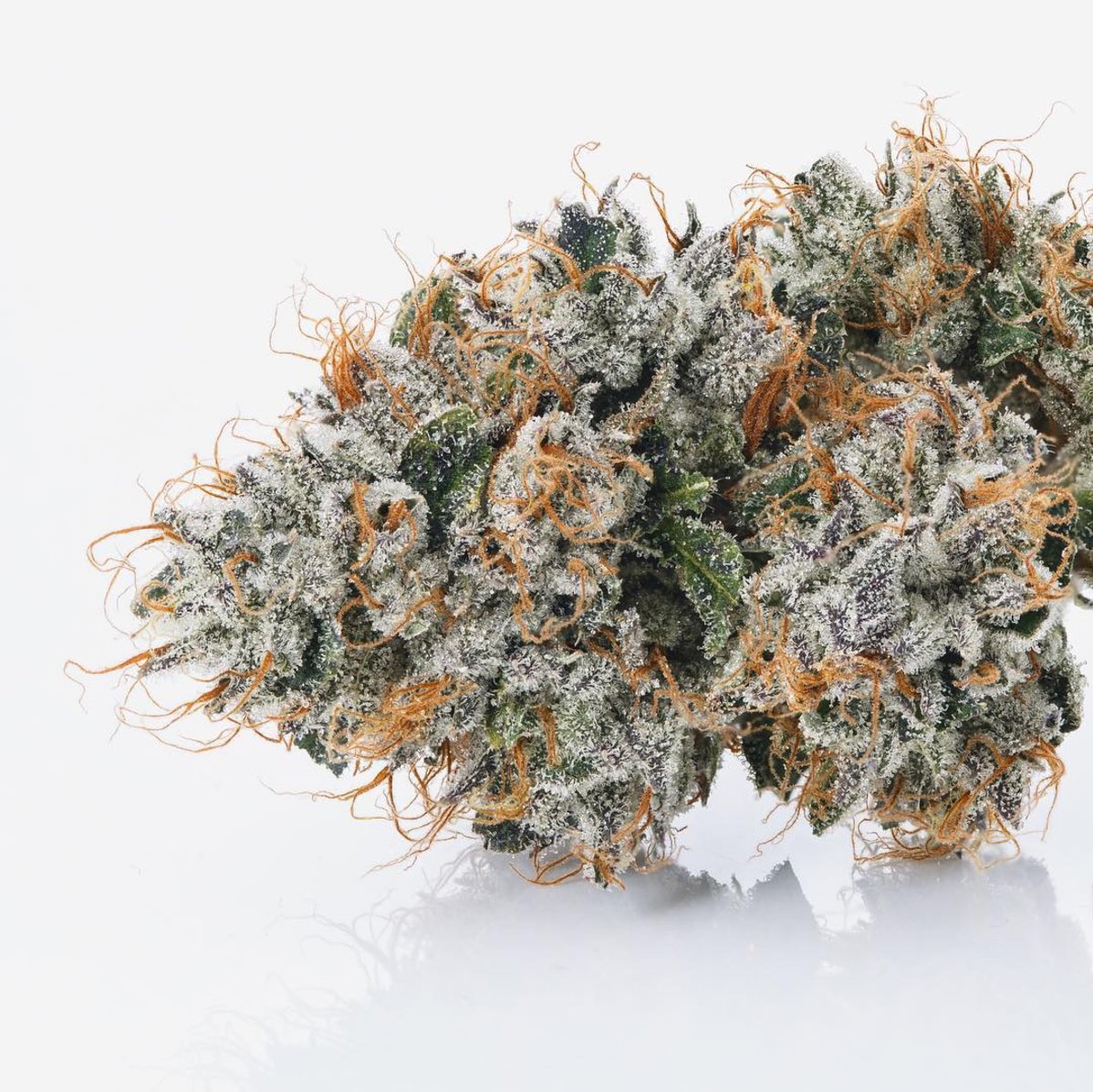 casino kush