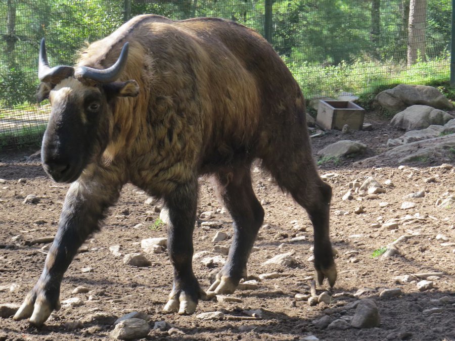 Motithang Takin Preserve - Bhutan's Only Zoo With Rare Animal Species