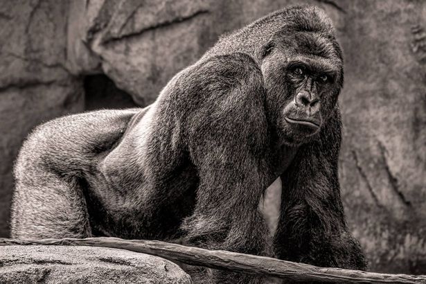 Sleep well #Harambe #RIPHarambe #HarambeIsBae #DicksOut