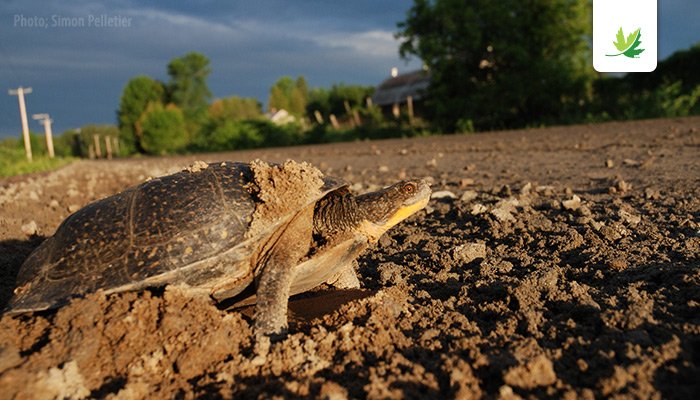 NCC_CNC's tweet photo. If you spot a turtle in Quebec, report it here! -> https://t.co/r6nh8Jee1S #CarapaceProject https://t.co/PojNP7tsHC