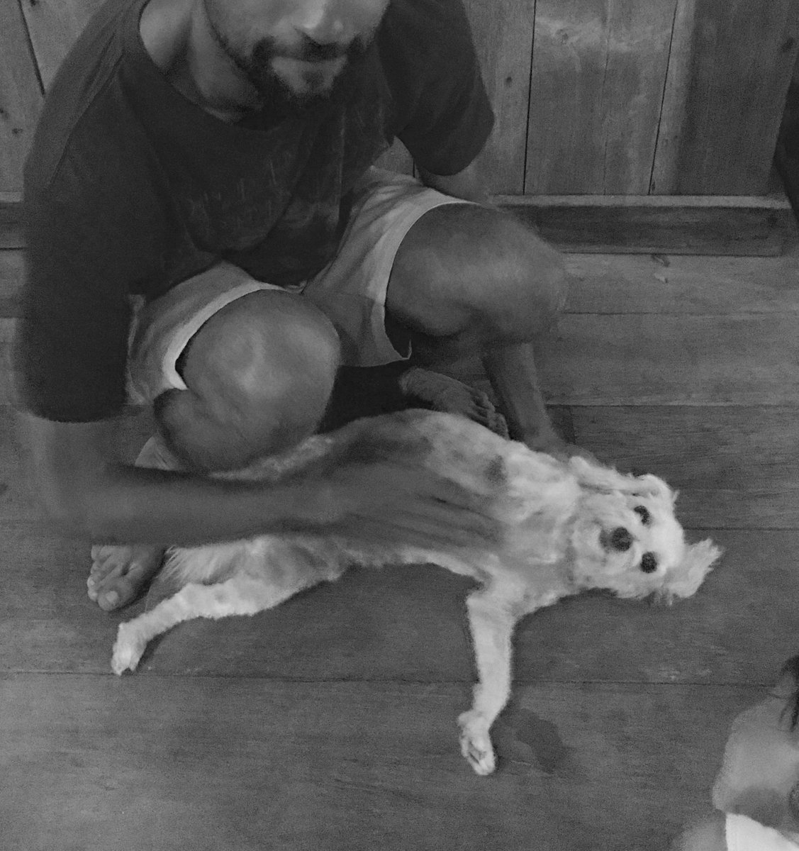 gooddogden's tweet photo. #tbt to belly rubs in #thailand with Matt Megill and Kirsty Magson 

PLEASE HELP RESCUE DOGS🐕💕 
https://t.co/rhPz2U9d5C https://t.co/KH7tpUdKjp