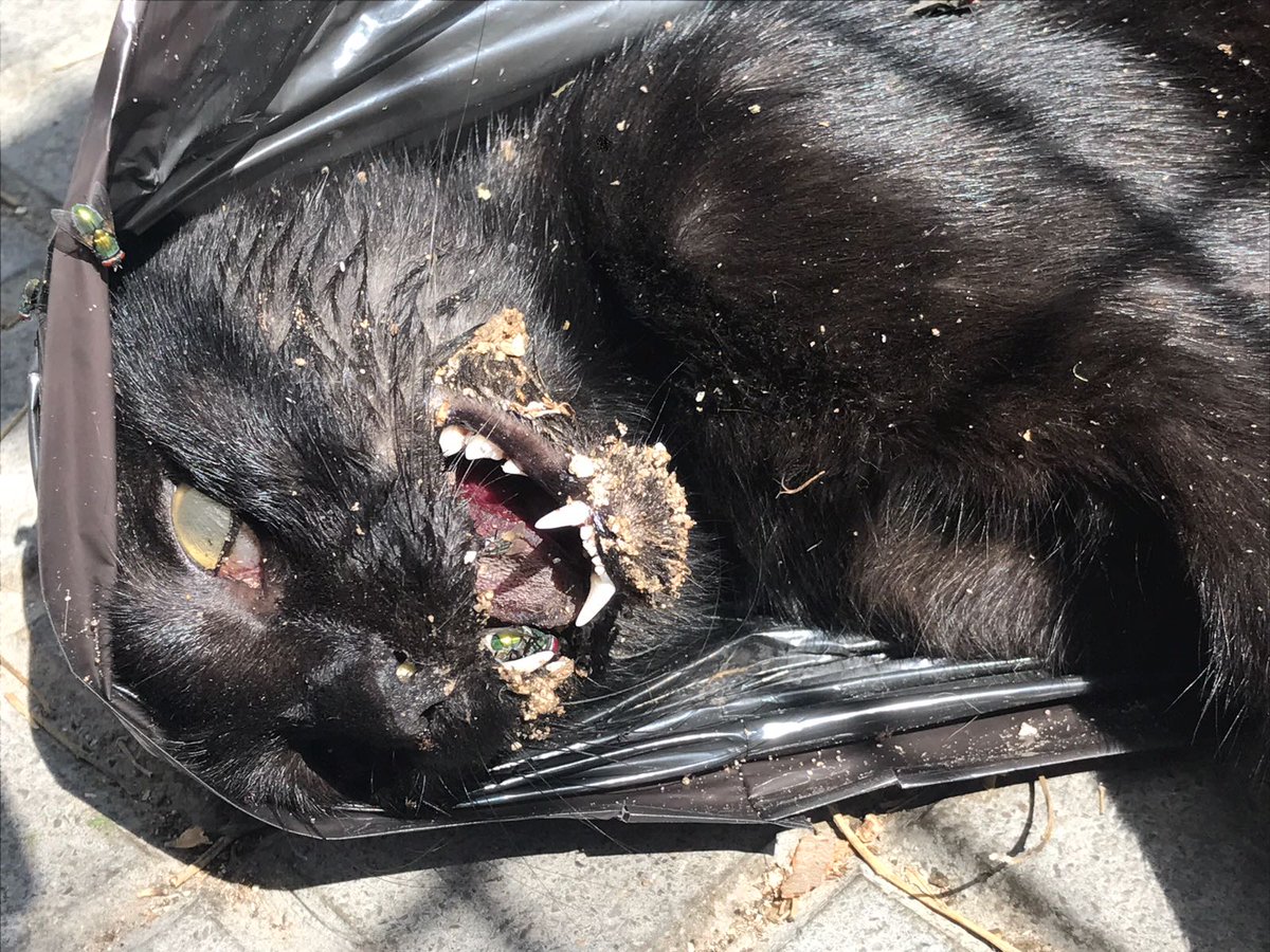 ACTYMA1's tweet image. ACTYMA DENUNCIA EL ENVENENAMIENTO DE GATOS EN REUS (Tarragona) delcamp.cat/reusdiari/noti…