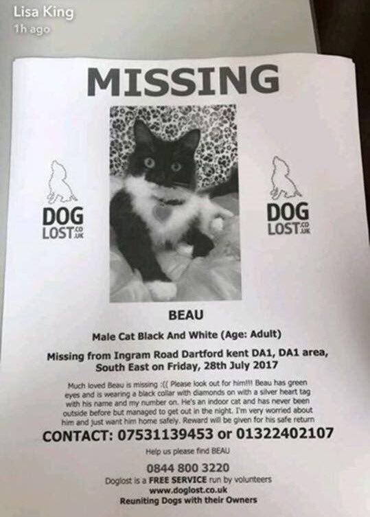 dinkycatSE18's tweet photo. Pls RT. Missing since 28 July: Black And White Cat Male In #Dartford #DA1 #SouthEast https://t.co/wtpY6qvKpP #missingcat #FindBeau https://t.co/bxRHdVaCfh