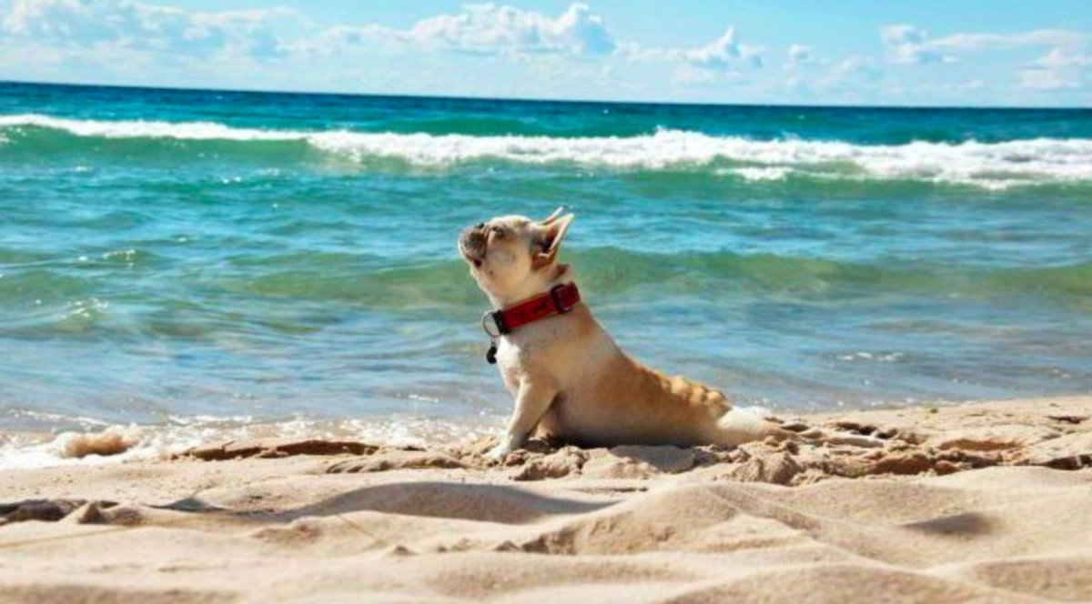 Assisi_Wear's tweet image. Just waiting for Friday like... 🌊✨🐶🐾 #fridayjr 

#assisiworkoutwear #fridayjrvibes #dogsofinstigram #adoptdontshop #Frenchir #lovefrenchie💜