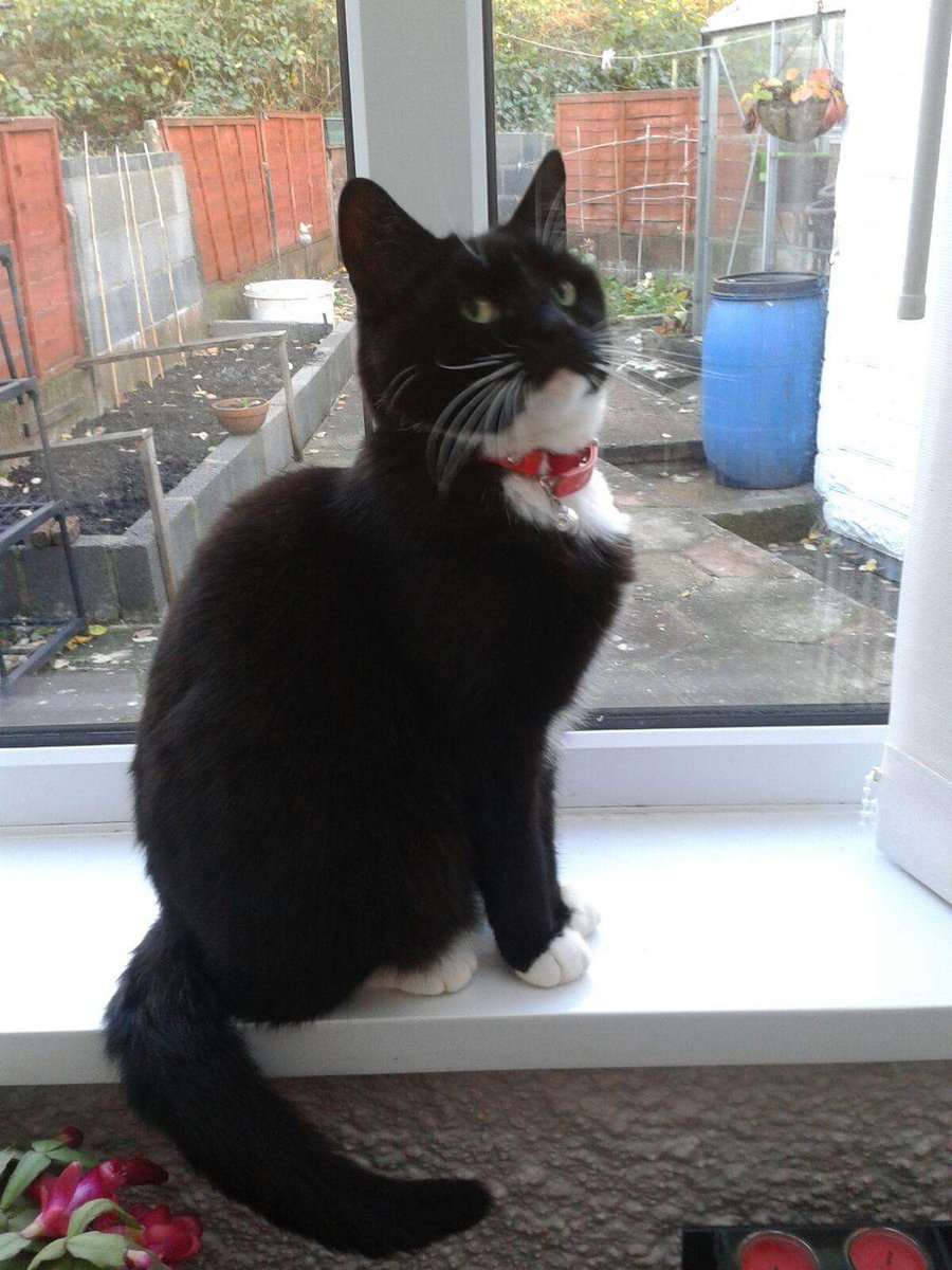 Sox gone missing from Cae Lewis. Can people please check sheds to see if she is locked in. Has anyone seen her?
