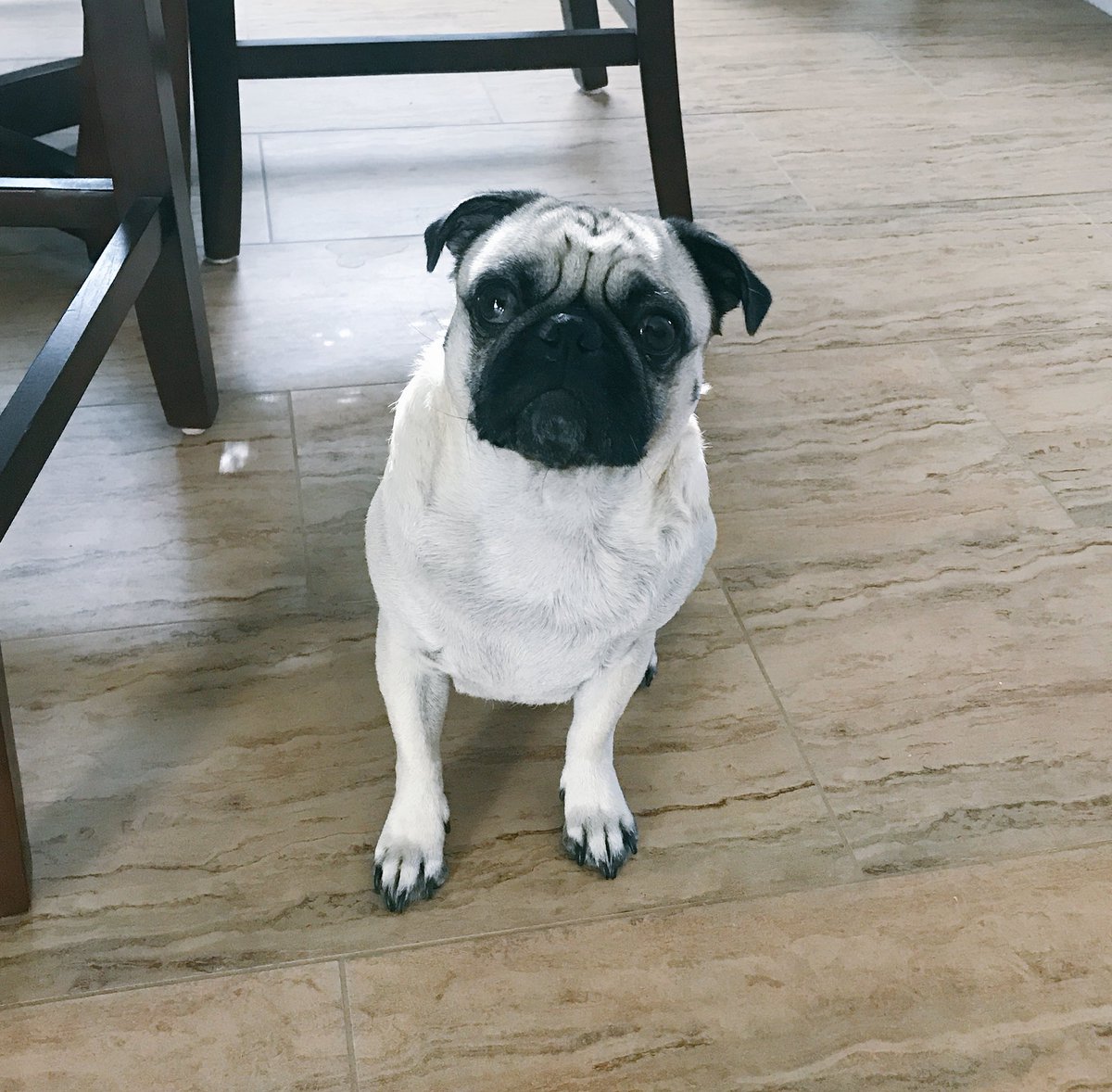 shaqthepug's tweet photo. I'm pre-stress stressed, like i'm stressed about the stress that i will be stressed out about for school https://t.co/SYKGKgkTZJ