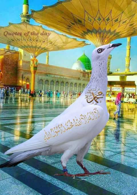 RehmanChoudhry9's tweet photo. #jumamubarak #chechian #adnanchudary https://t.co/qdB0xTg3sZ