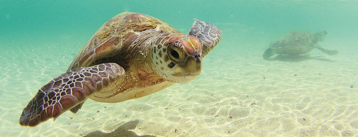 Kuruwitu Conservation &amp; Welfare Assoc. protects 800ha of the  #ocean in #Kenya. Learn how #EquatorPrize  #SDG14 goo.gl/yQ5KuZ