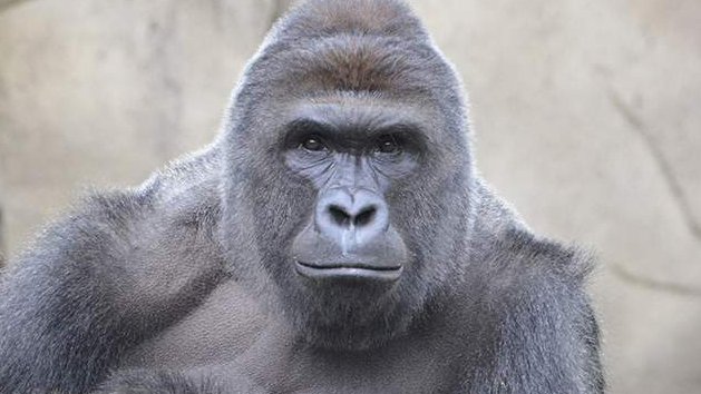 Cincinnati will never be the same #Harambe #RIPHarambe #HarambeIsBae #DicksOut