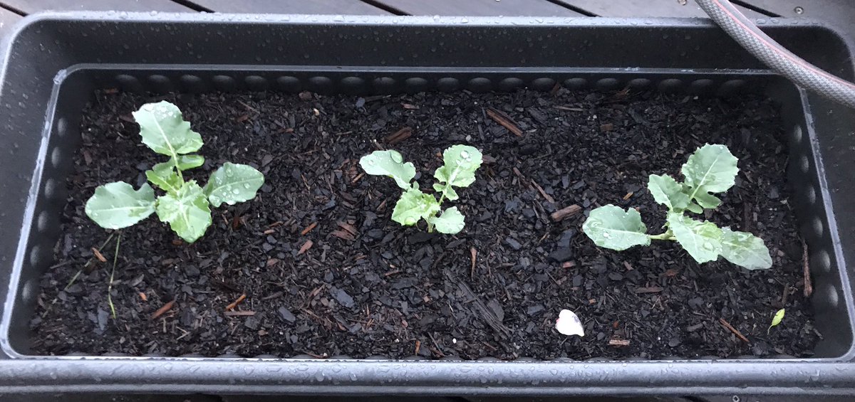 darrenwood77's tweet photo. Bellaverde baby Broc growing at home in Australia. #Bellaverde #seminis @MonsantoANZ @SeminisSeeds https://t.co/u7Pt0npnKG