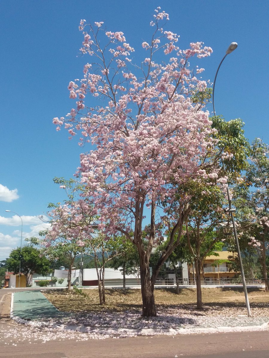 NaturezaeConser's tweet photo. Ipê-rosa, área urbana de Parauapebas - Pará.
#flores #Parauapebas #Pará #Pebinha #Iperosa #natureza #Flowers #nature https://t.co/lDkpGtgTkd