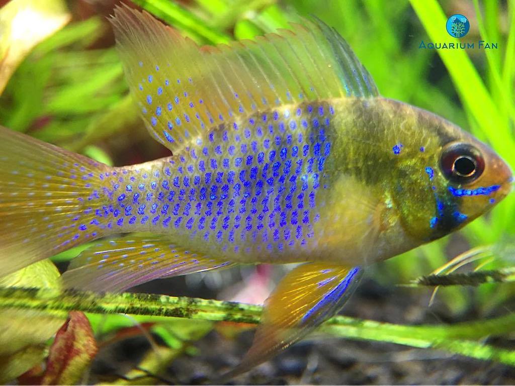 AquariumFan's tweet photo. #tbt to this majestic ram
#germanblueram #dwarfcichlid #cichlid #plantedtank #aquascape #aquarium #freshwater #fiโฆ https://t.co/qlEsLzRECV https://t.co/GfnBYjFOSr