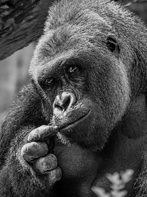 Sleep well Harambe #Harambe #RIPHarambe #HarambeIsBae #DicksOut