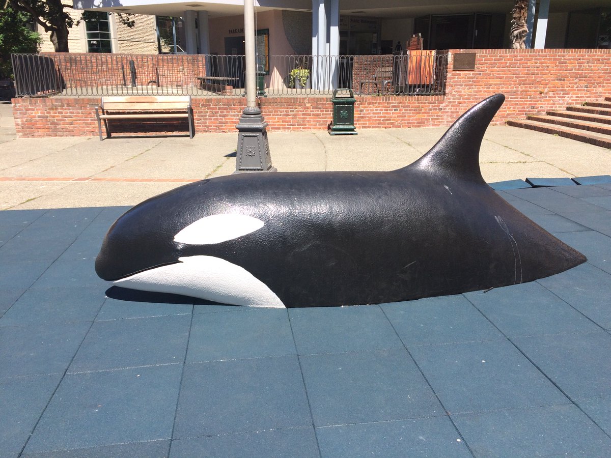 envisioninc3d's tweet image. This #BCLongWeekend head down to #CentennialSquare and meet the orcas of @FollowThePod ~ #BeOrcaSafe #SaveTheSRKW #EnvisionInc #WildVision