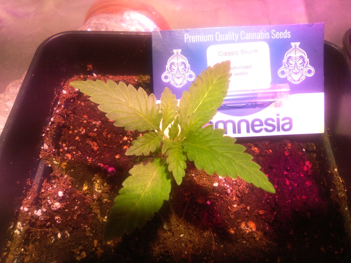 SpanishBreeder's tweet photo. #Critical & #ClassicSkunk by @ZamnesiaWebshop.
Fertilizados con lineabio de @PlagronEspaña
@Todogrowled & @SGROW https://t.co/xxrDJySYT8