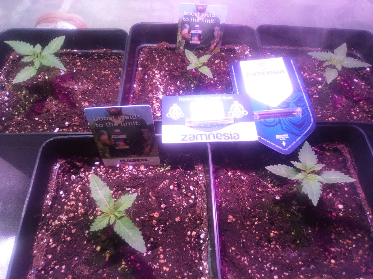SpanishBreeder's tweet photo. #Critical & #ClassicSkunk by @ZamnesiaWebshop.
Fertilizados con lineabio de @PlagronEspaña
@Todogrowled & @SGROW https://t.co/xxrDJySYT8