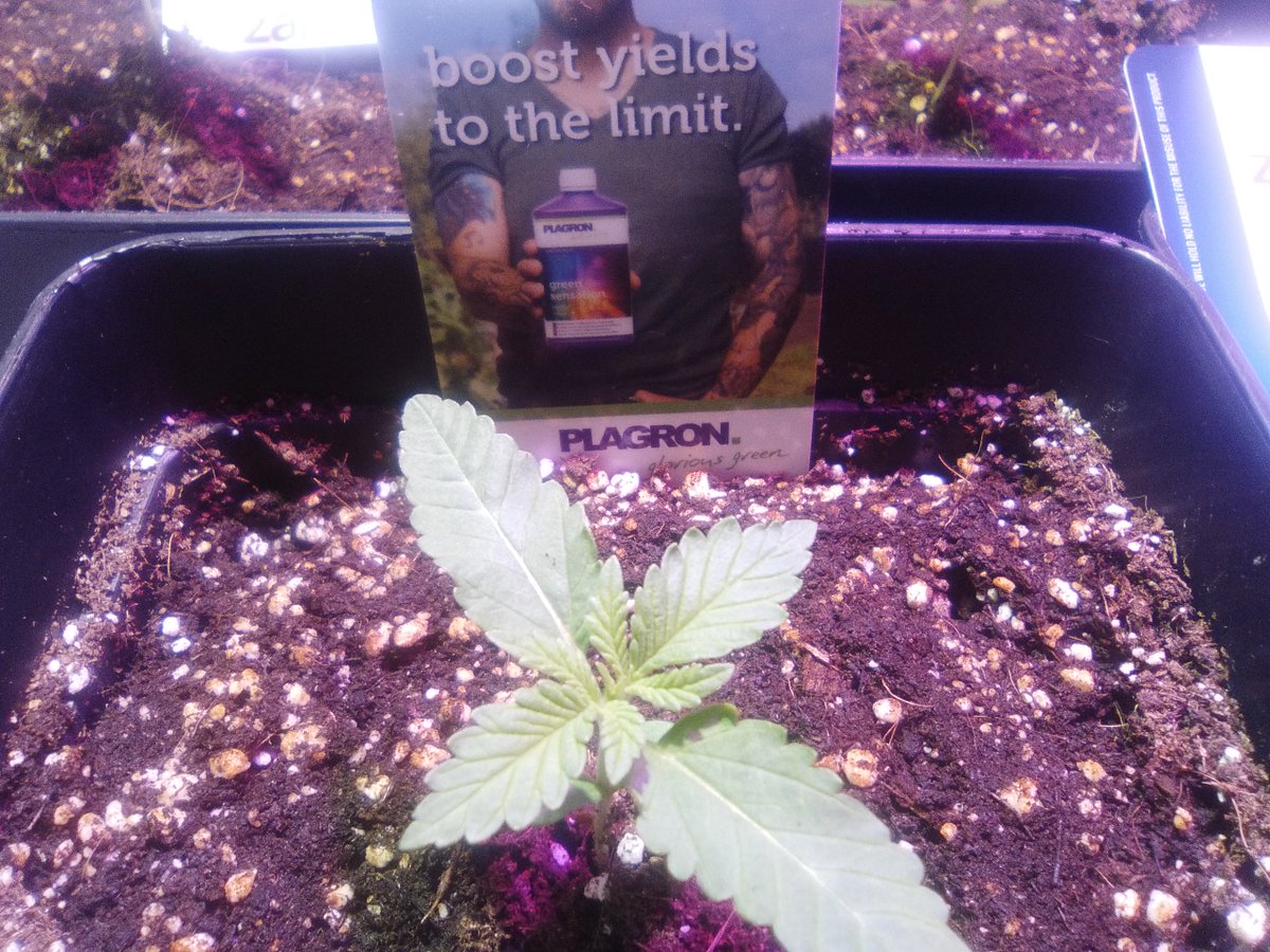 SpanishBreeder's tweet photo. #Critical & #ClassicSkunk by @ZamnesiaWebshop.
Fertilizados con lineabio de @PlagronEspaña
@Todogrowled & @SGROW https://t.co/xxrDJySYT8