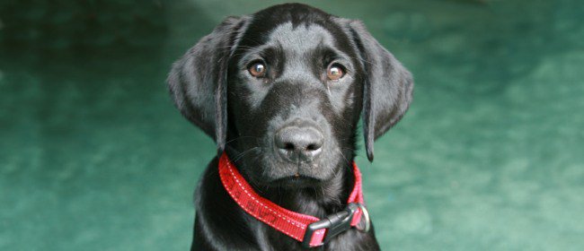 liveyoupet's tweet photo. 5 Prime Treats And Toys for Your New Pet https://t.co/cIahNXzeV3 https://t.co/T6DzxK3ss2
