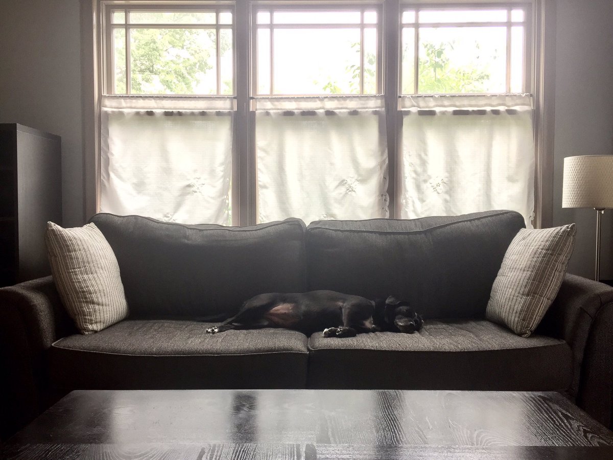 CaraAnnMarie's tweet photo. #ThePupLife @doggydogooder #OliveBean - couldn't do it w/o this #pupbaby โค๏ธ๐พ๐ถ #rescuedog #smiles #snugglepup #LOVE #Puppy #BuddhaBelly https://t.co/mhKw9PlJZI
