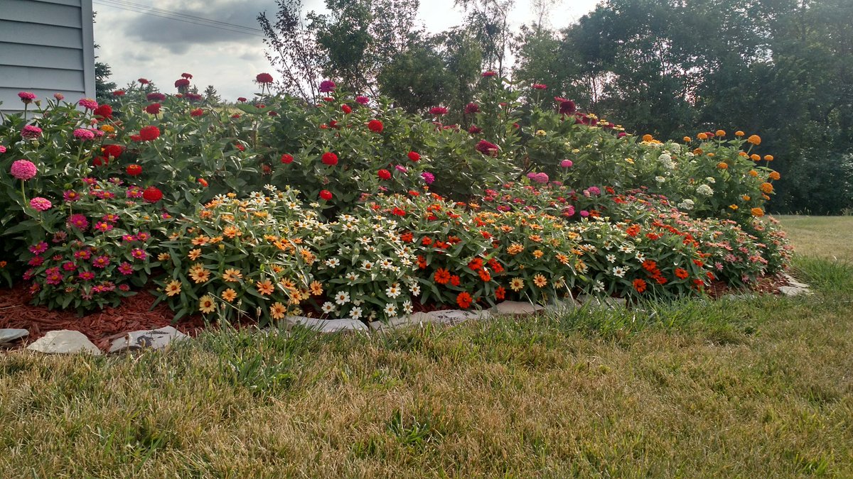 JustonLamb's tweet photo. Zinnias that survived the spring!  Looking good now! #secondchance @PekinPanthers  @Pekinschool https://t.co/c6cM91NX4N