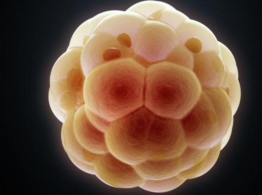 vadimbythebay's tweet image. Without off-target effects, #CRISPR fixes disease gene in 42 out of 58 human embryos carrying #MYBPC3 mutation nature.com/news/crispr-fi…