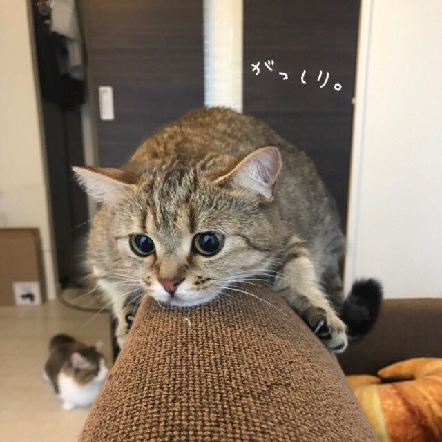 KinakoNeko_mxp's tweet photo. ソファ好き〜。べったりです(^^; https://t.co/ZDdcdi9ykA