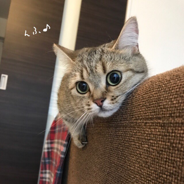 KinakoNeko_mxp's tweet photo. ソファ好き〜。べったりです(^^; https://t.co/ZDdcdi9ykA