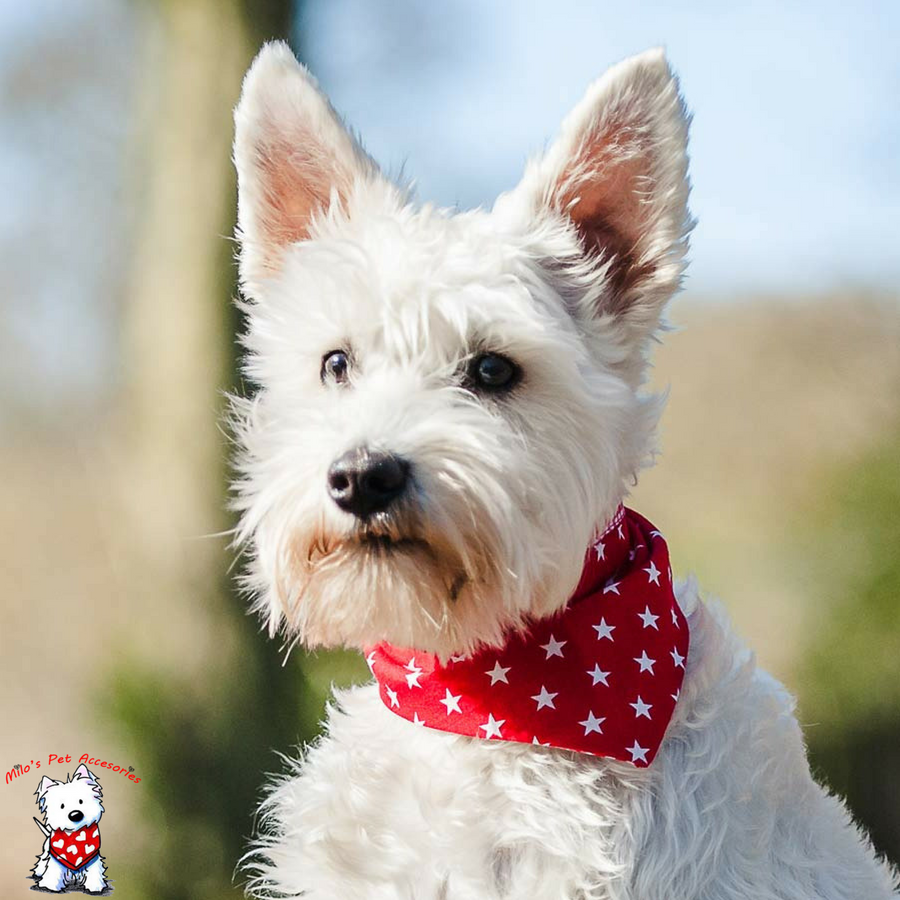 WearMilos's tweet photo. Express love to your pet by giving them a Milo's bandana. Remember for each bandana we donate a meal. #wearmilos #bandanasforacause (PFT) https://t.co/Rm08D6NDAC