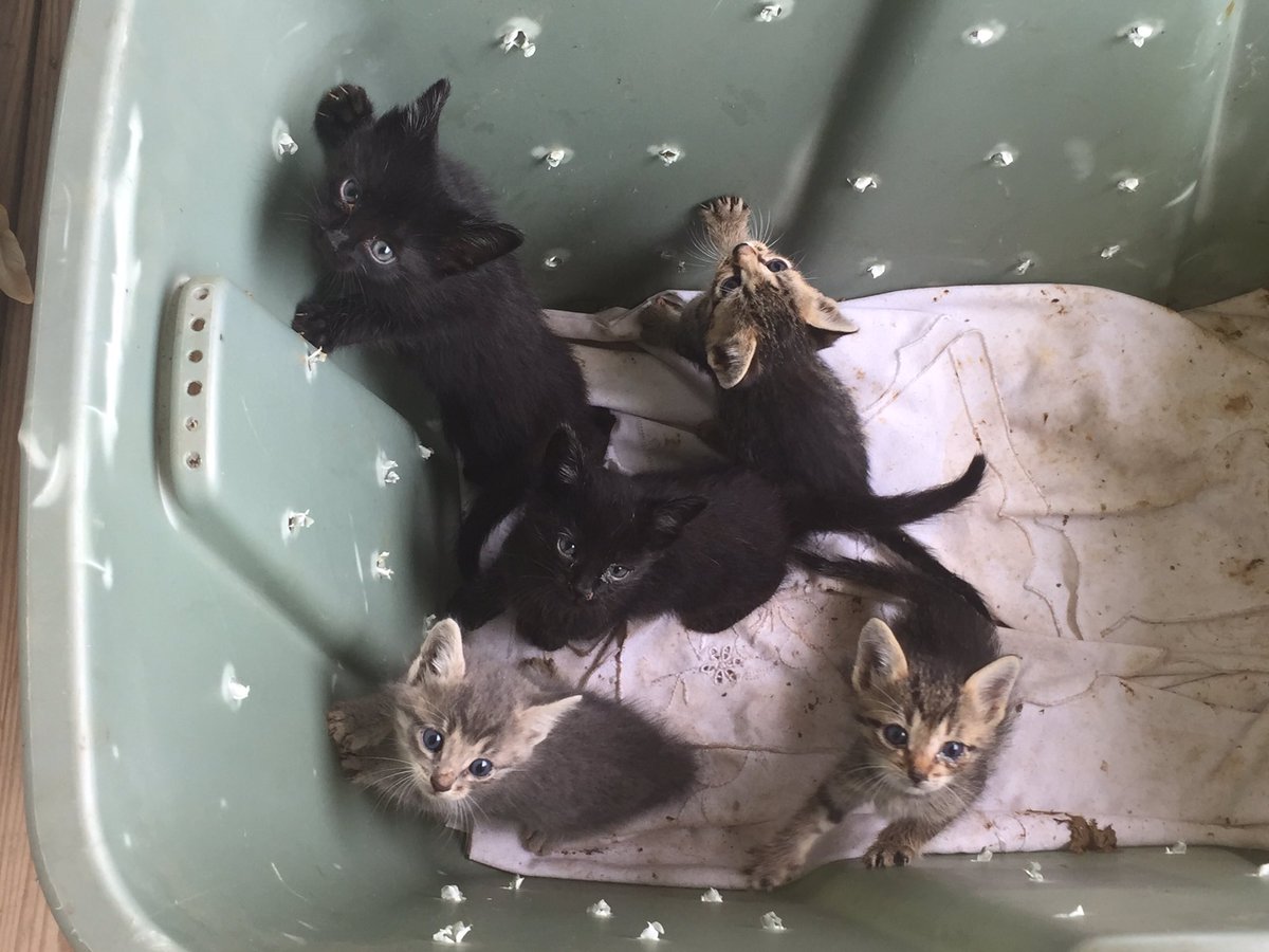 A lovely person decided it would be a good idea to dump off 5 kittens in a tote and leave them. Please have your cats spayed and neutered.