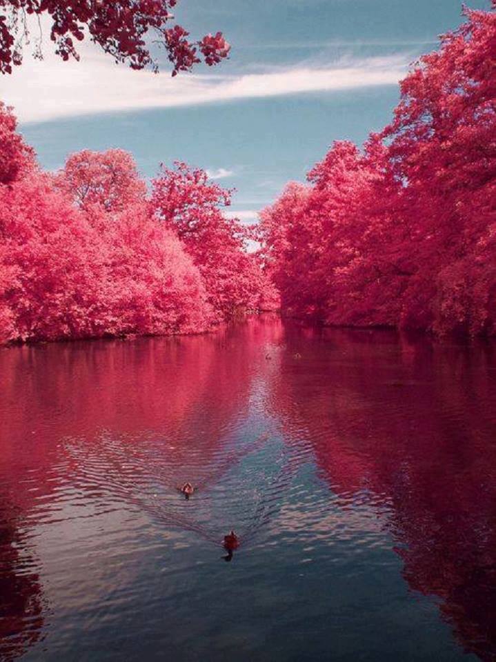 #HappyFriday TFriends fron Asia 💖
For you... A beautiful Cherry River 🌾🌺🌾