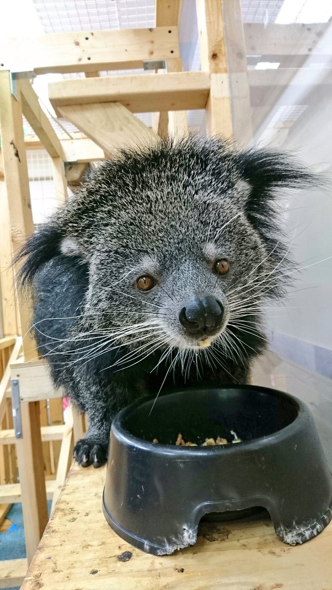 ট ইট র 公式 大宮国際動物専門学校 約790頭の学校飼育動物の中で最も大きい動物 ビントロングのビンちゃんです 頭から尻尾まで2メートル弱もあるんですよ 夏休みに入り毎回沢山のオープンキャンパスご予約ありがとうございます どうぞお気をつけてご