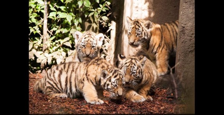 Tiger quadruplets make public debut in Hamburg bit.ly/2vxlBYJ https://t.co/isniujVCRp