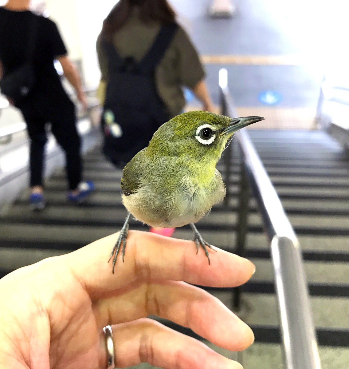 ほんわか 仲間のところに帰りたい この人なら連れて行ってくれるかも 駅改札内に迷い込んだメジロ 鳥好きさんを見分けて無事帰宅 Togetter ほんわか 仲間のところに帰りたい この人なら連れて行ってくれるかも 駅改札内に迷い込んだメジロ 鳥好きさんを見分けて無事帰宅 Togetter