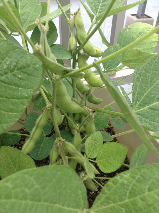 枝豆のプランターでの育て方 オススメの深さとは 防虫ネットは使うべき 野菜大図鑑