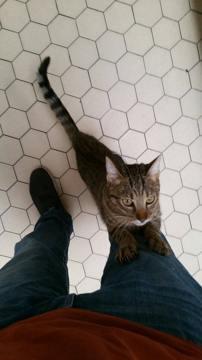 WePetsitty® tweet media