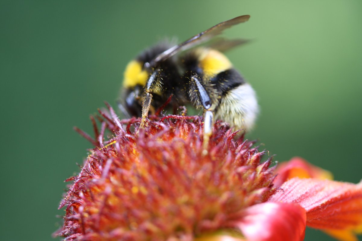 gruenestreiben.de (@gruenestreiben) on Twitter photo #Cosmea liebt #Hummel und Hummel liebt Cosmea oder #Sonnenhut, Hilfe gegen das #Insektensterben, auch #Lavendel ist prima #Cosmea liebt #Hummel und Hummel liebt Cosmea oder #Sonnenhut, Hilfe gegen das #Insektensterben, auch #Lavendel ist prima