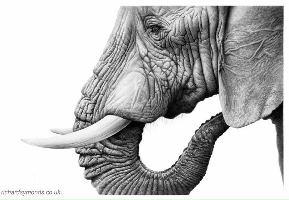 Aggregate more than 177 elephant drawing realistic super hot