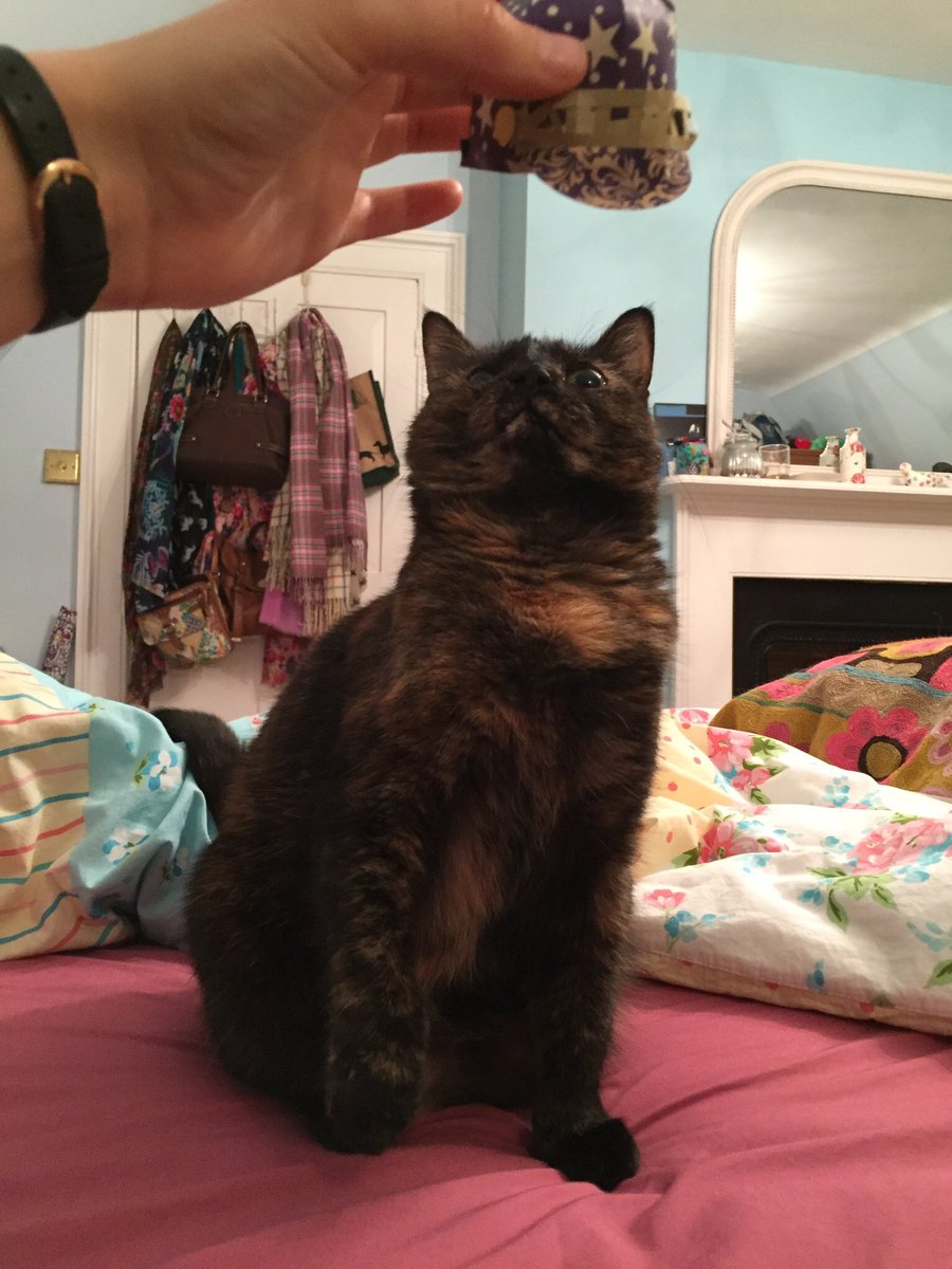 Toastthecat's tweet photo. No, I am not wearing the hat- oh, for goodness sake human... #cat #catinhat #tinyhatsoncats https://t.co/1CxIDynLhk