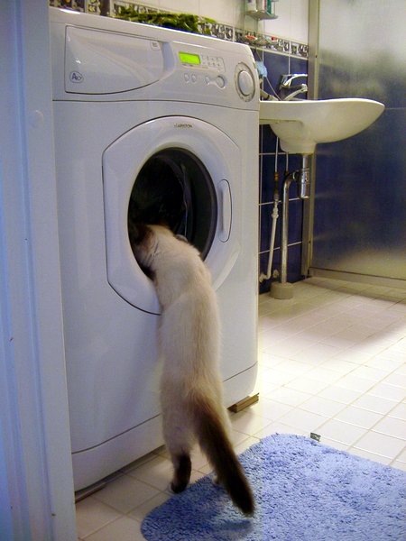 SLApplianceCare's tweet photo. Happy Friday! Does your washing machine need looking at? Give us a call! #cats https://t.co/oBAsxGmtPN