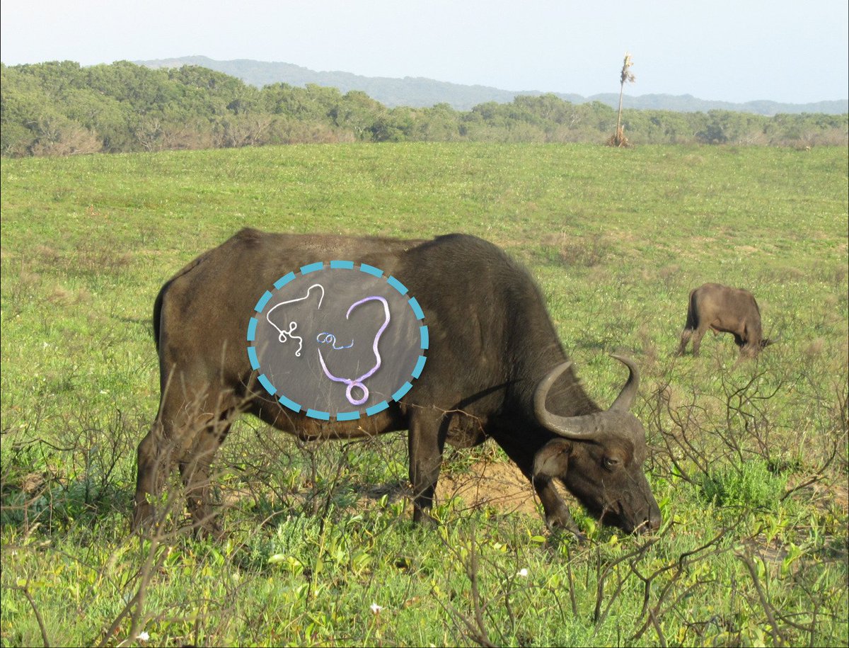 New paper! Host responses to parasites shape costs of infection- read the free plain language summary here: fesummaries.wordpress.com/2017/08/04/hos…